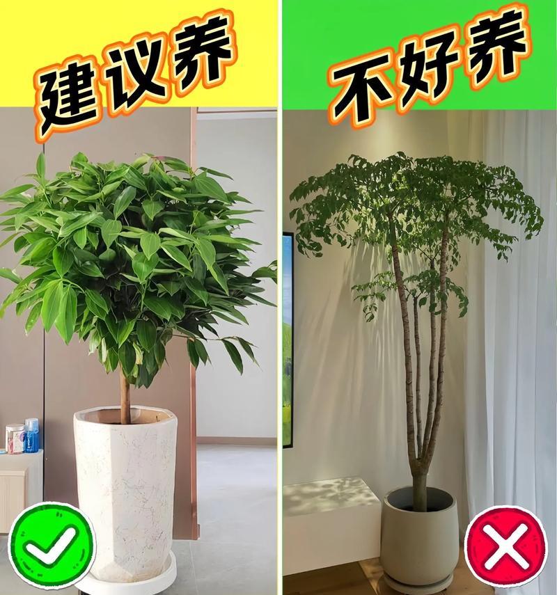男生养花有什么好推荐？哪些花卉适合男性养护？