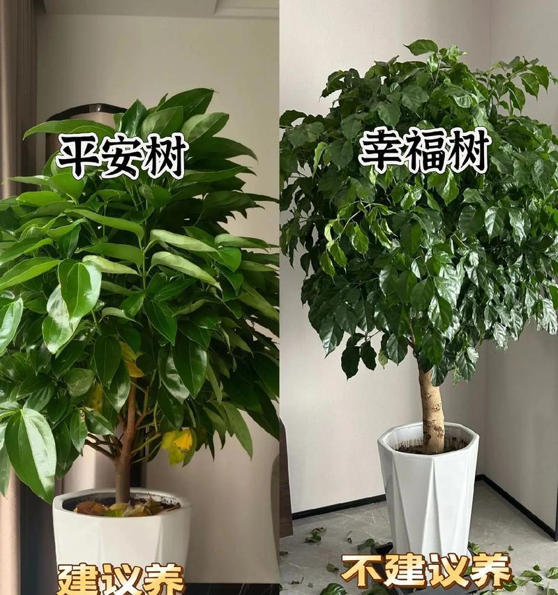 男生养花有什么好推荐？哪些花卉适合男性养护？