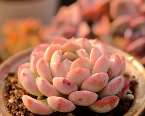 植物肉肉怎么养？植物肉肉的养殖方法有哪些？