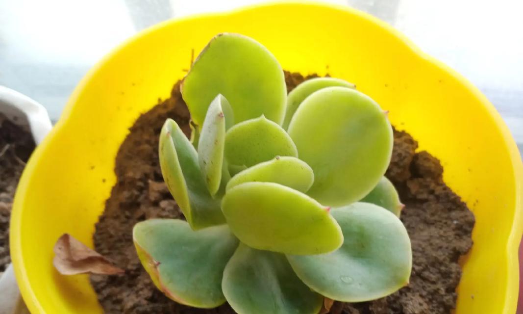 植物肉肉怎么养？植物肉肉的养殖方法有哪些？