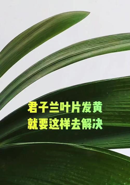 君子兰叶片发黄是什么原因？君子兰发黄怎么办？