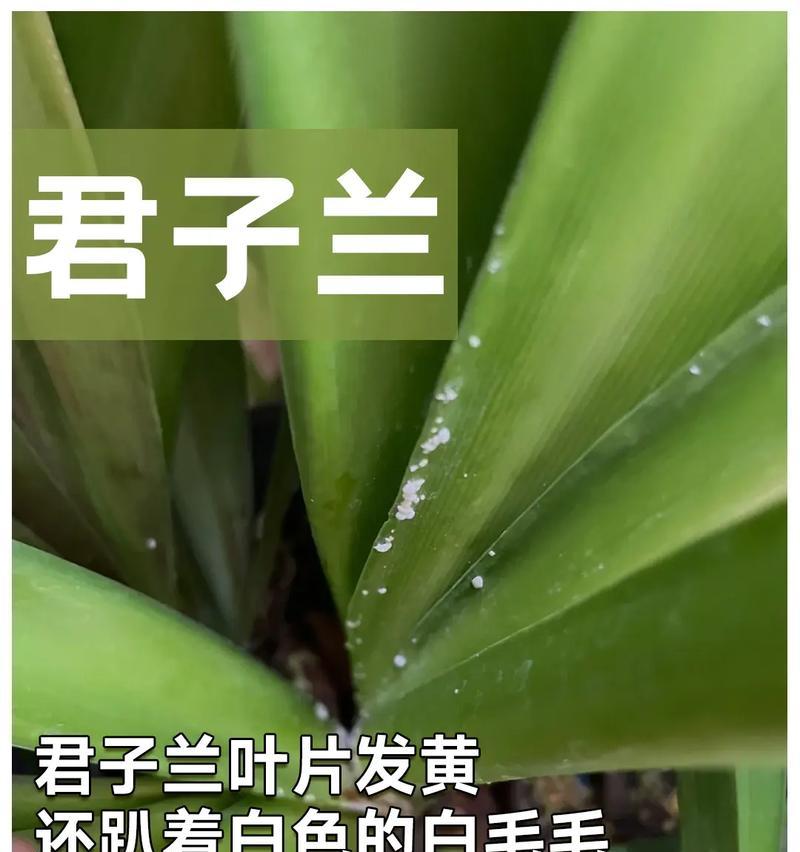 君子兰叶片发黄是什么原因？君子兰发黄怎么办？