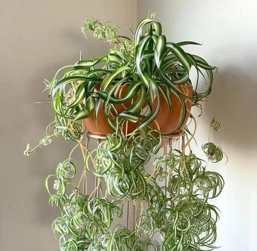 冬季适合种植哪些植物？