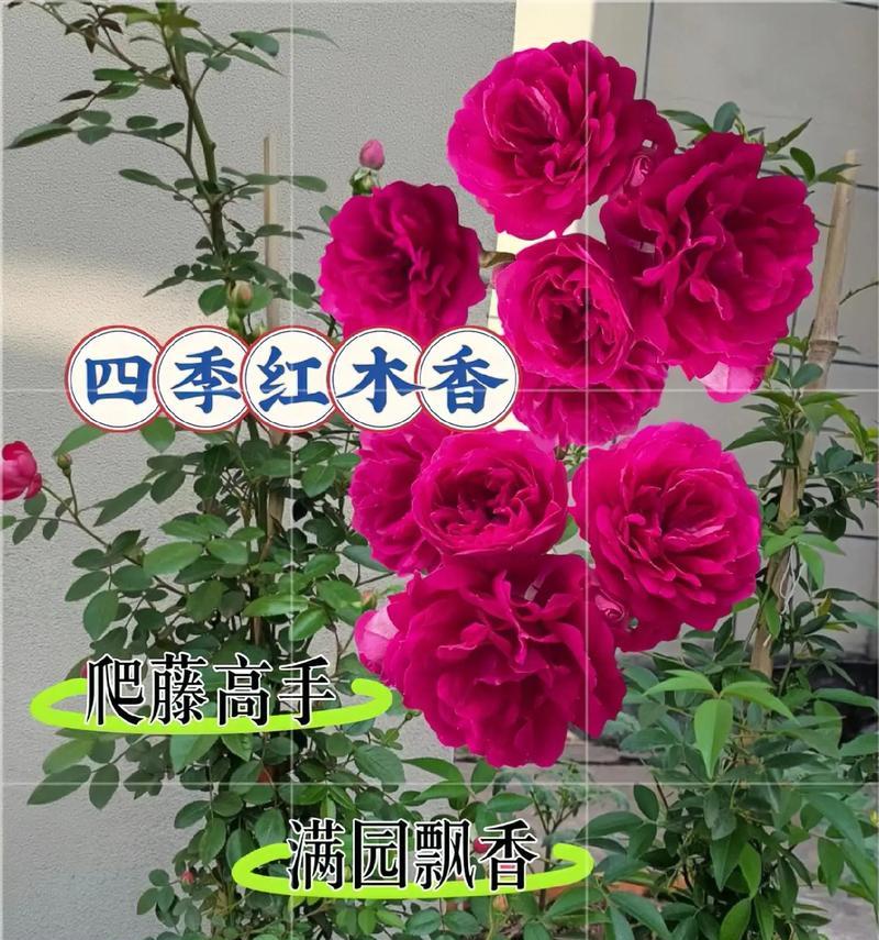庭院种植花卉有哪些推荐？如何选择适合庭院的花卉？