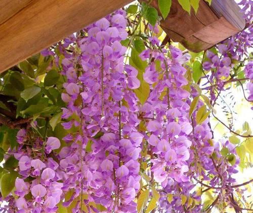 庭院种植花卉有哪些推荐？如何选择适合庭院的花卉？