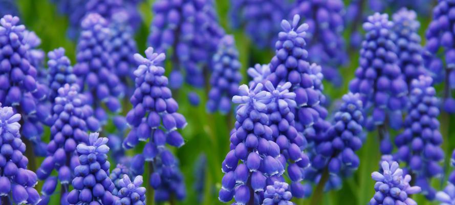 风信子的花语有哪些？风信子的种类和特点是什么？