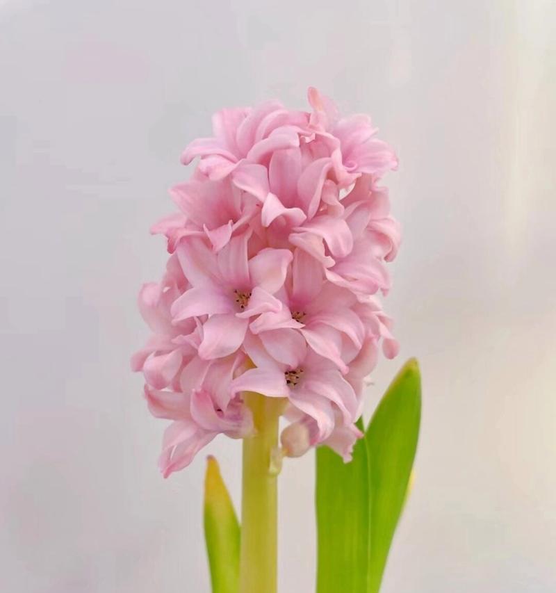 风信子的花语有哪些？风信子的种类和特点是什么？