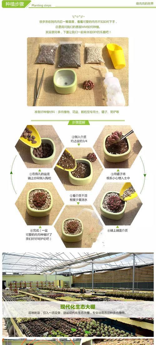 多肉元宝的繁殖方法是什么？如何进行？