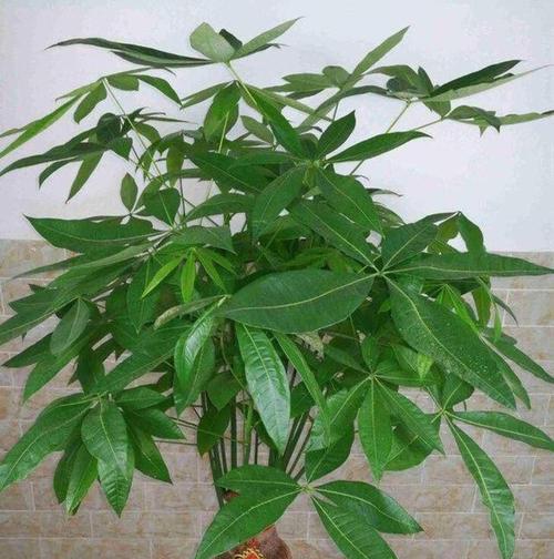 发财树的木头有什么用途？如何利用？