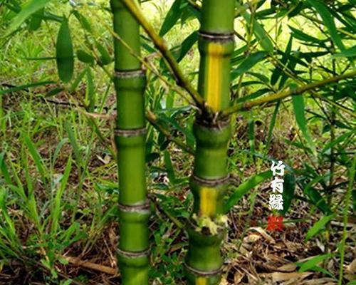 常见的竹子品种有哪些？如何区分不同品种的竹子？