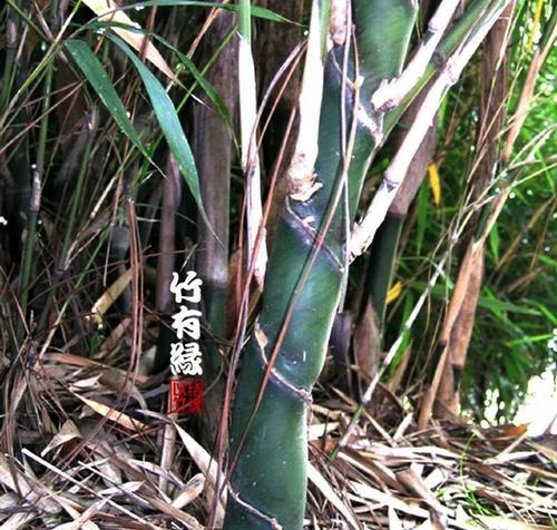 常见的竹子品种有哪些？如何区分不同品种的竹子？