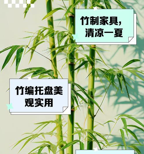 常见的竹子品种有哪些？如何区分不同品种的竹子？