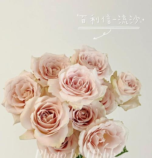 鲜切花玫瑰插瓶怎么养护？延长花期的秘诀是什么？