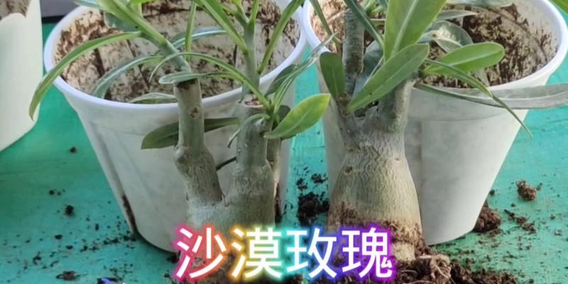 沙漠玫瑰换盆的注意事项有哪些？换盆后如何正确养护？