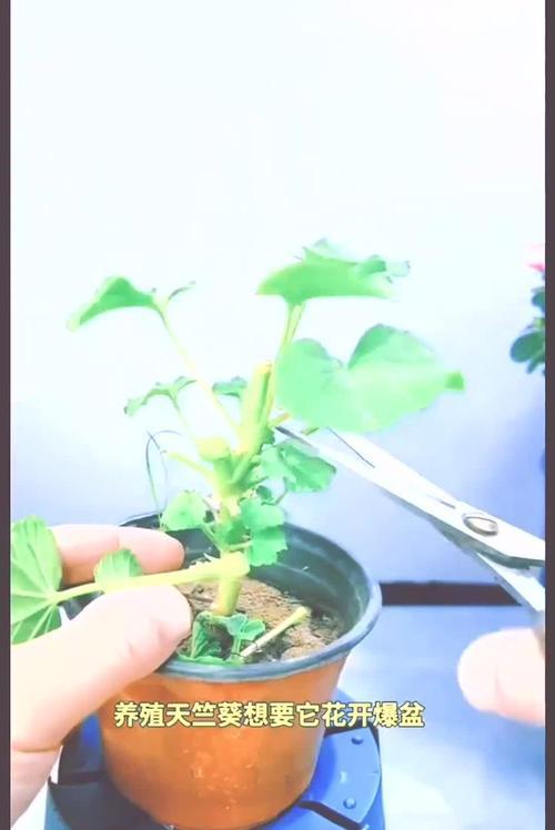 天竺葵的养殖技巧有哪些？如何保持其旺盛生长？