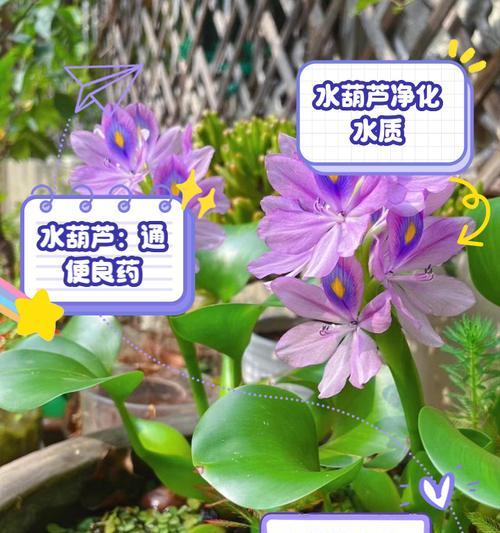 水翁的药用价值和功效是什么？