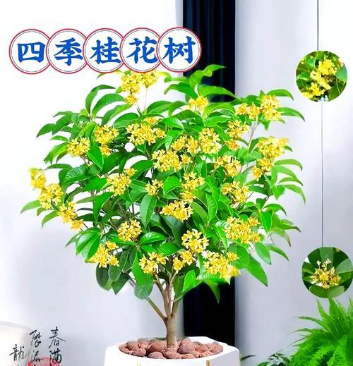 桂花修剪的最佳时机是什么时候？
