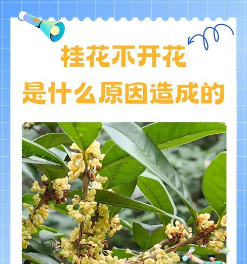 桂花修剪的最佳时机是什么时候？