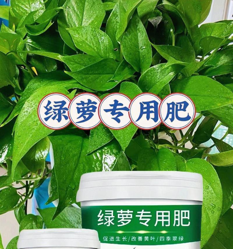 绿萝快速生长需要哪种肥料？