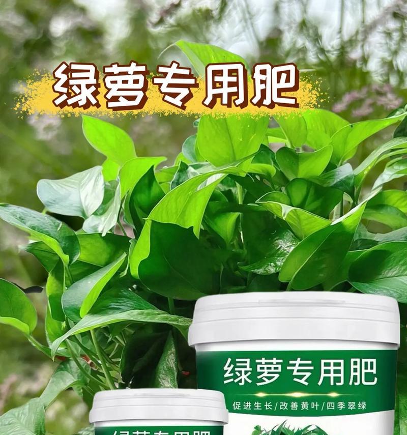 绿萝快速生长需要哪种肥料？