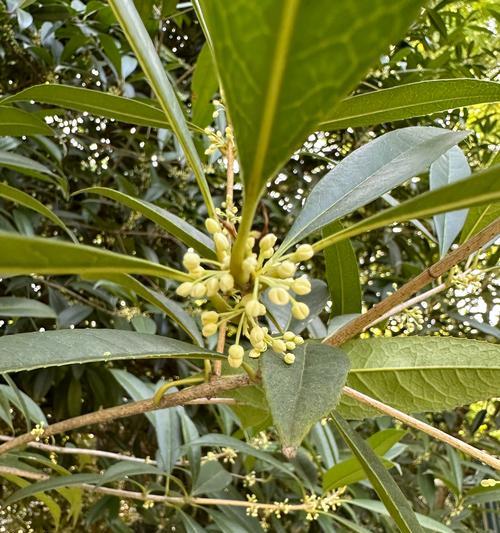桂花何时绽放？哪个季节是最佳赏桂时期？