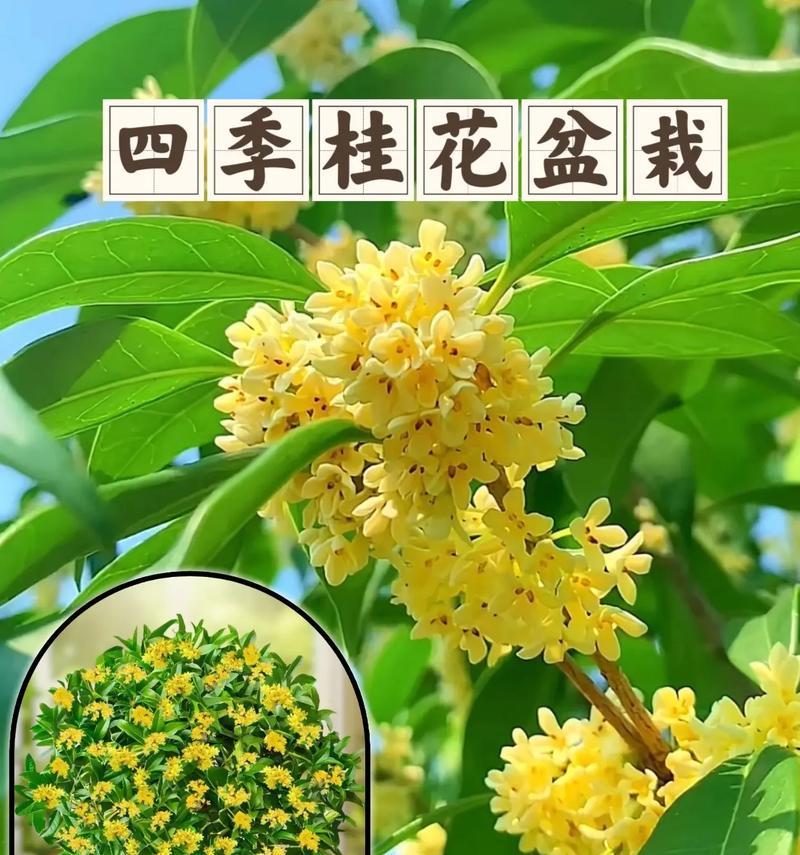 桂花何时绽放？哪个季节是最佳赏桂时期？