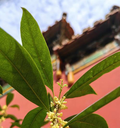 桂花何时绽放？哪个季节是最佳赏桂时期？