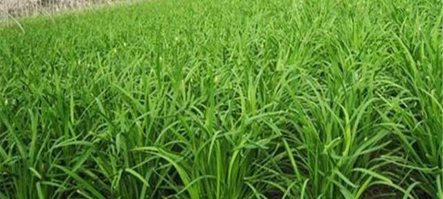 沙培植物的种类有哪些？它们各自有什么特点？