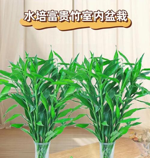 水培富贵竹需要施肥吗？应该使用哪种肥料？