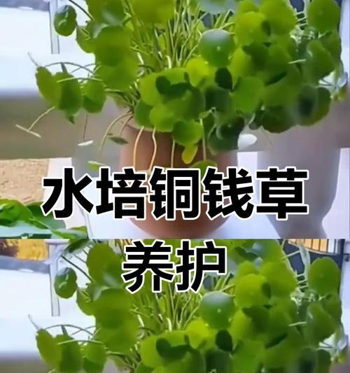 铜钱草水培的方法是什么？如何确保其生长茂盛？
