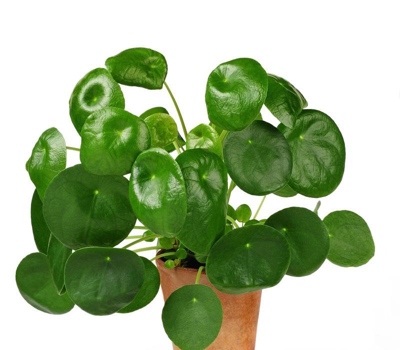 铜钱草水培的方法是什么？如何确保其生长茂盛？