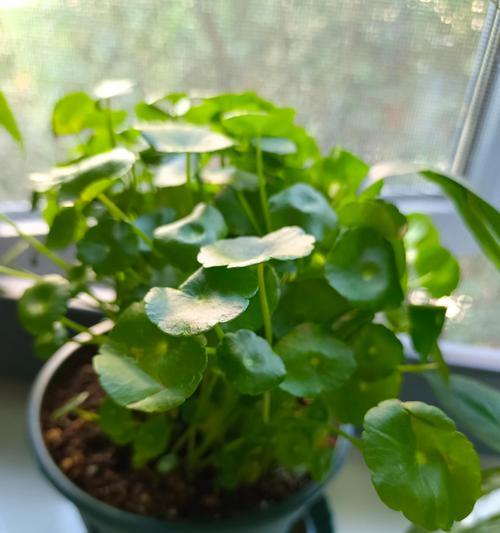 铜钱草水培的方法是什么？如何确保其生长茂盛？