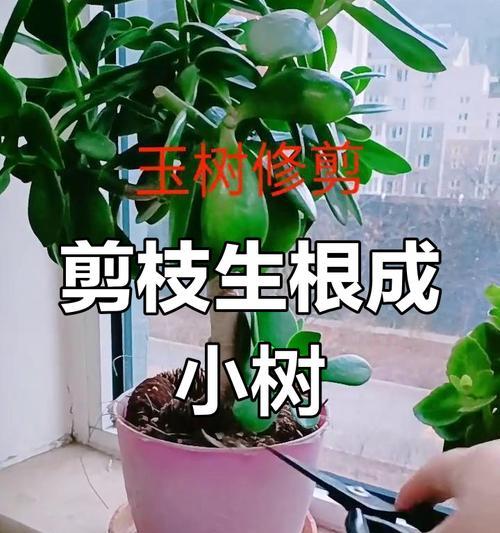 玉龙观音修剪的正确方法是什么？
