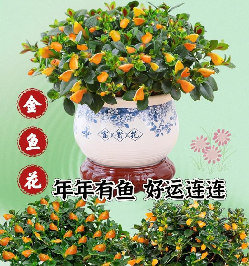 金鱼吊兰的花期是什么时候？如何促进其开花？