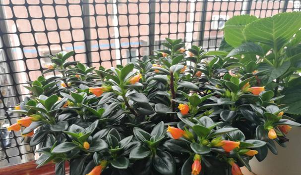 金鱼吊兰的花期是什么时候？如何促进其开花？
