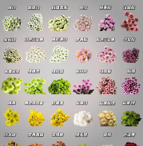 小雏菊盆栽的花期持续多久？如何延长小雏菊的花期？