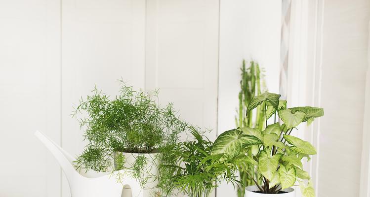 常见的热带花卉有哪些种类？它们的养护要点是什么？