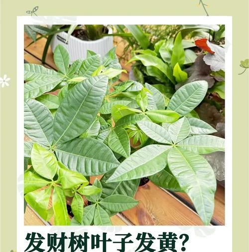小发财树叶子发黄的原因是什么？如何有效解决这一问题？
