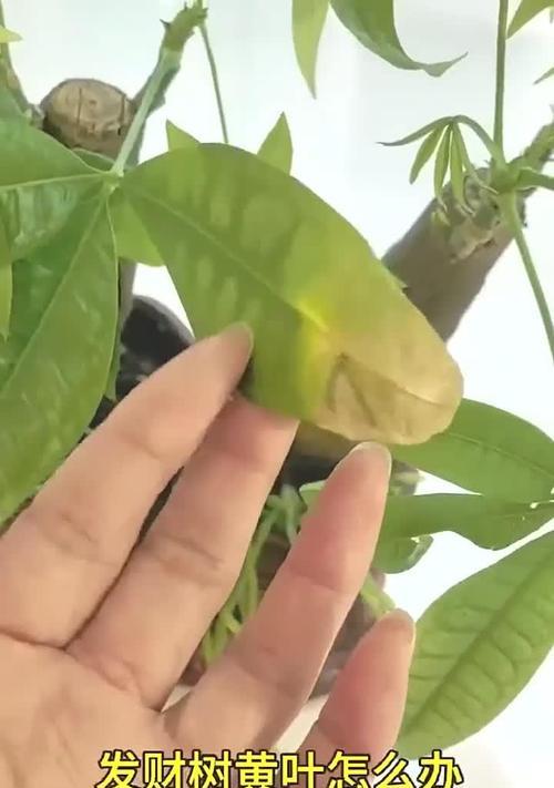 小发财树叶子发黄的原因是什么？如何有效解决这一问题？