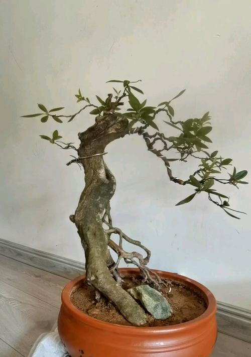 映山红繁殖技巧是什么？如何提高成功率？