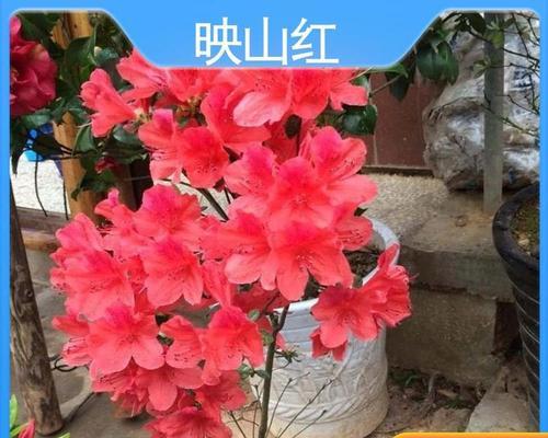映山红繁殖技巧是什么？如何提高成功率？