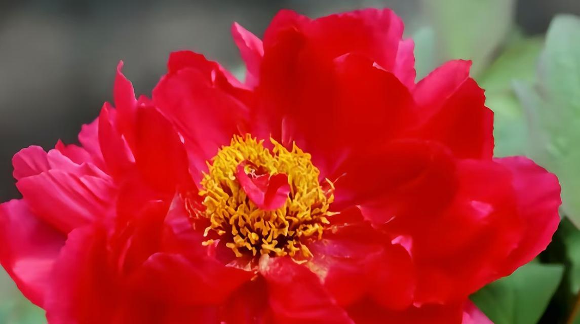 镇江的市花是什么？市花的象征意义有哪些？