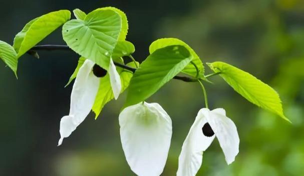 镇江的市花是什么？市花的象征意义有哪些？