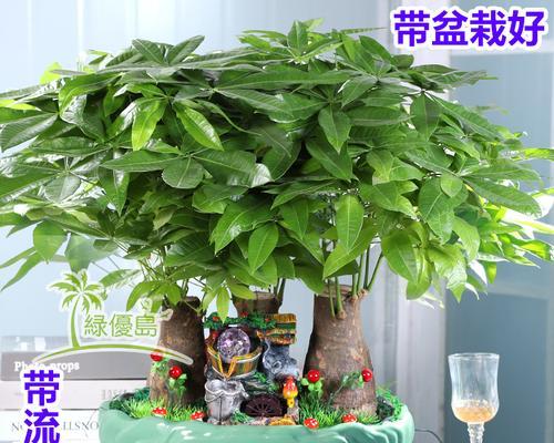 办公室适合摆放哪些盆景？