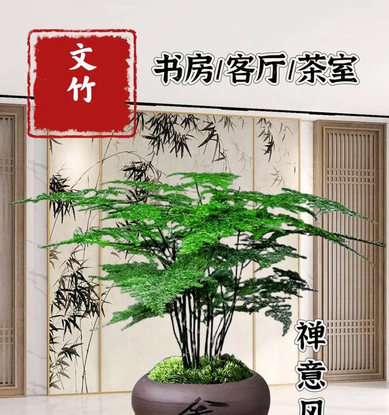 办公室适合摆放哪些盆景？