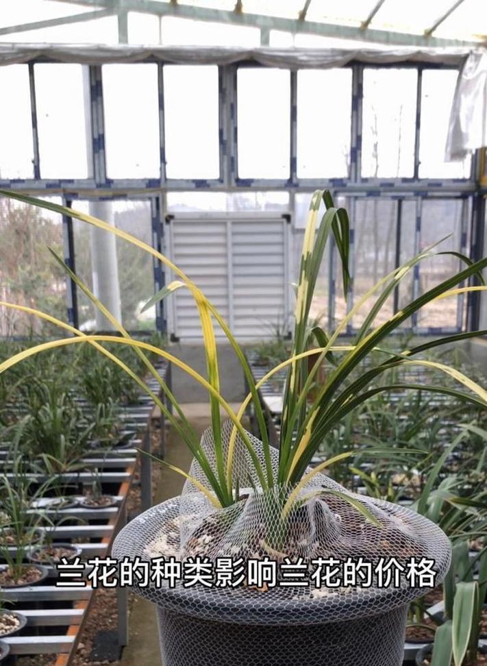兰花的种类有哪些？各自的特征是什么？