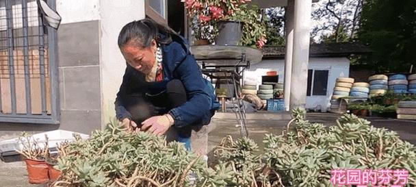 铭月和秋丽的区别是什么？
