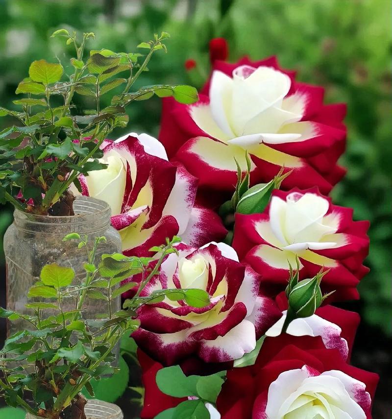 玫瑰花种植需要注意什么？玫瑰花的正确种植方法是什么？
