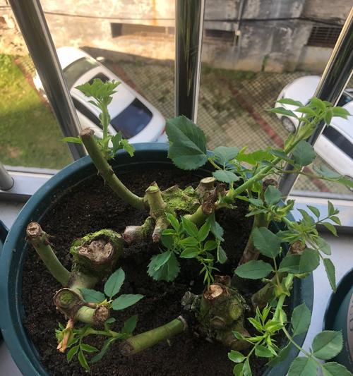 玫瑰花种植需要注意什么？玫瑰花的正确种植方法是什么？