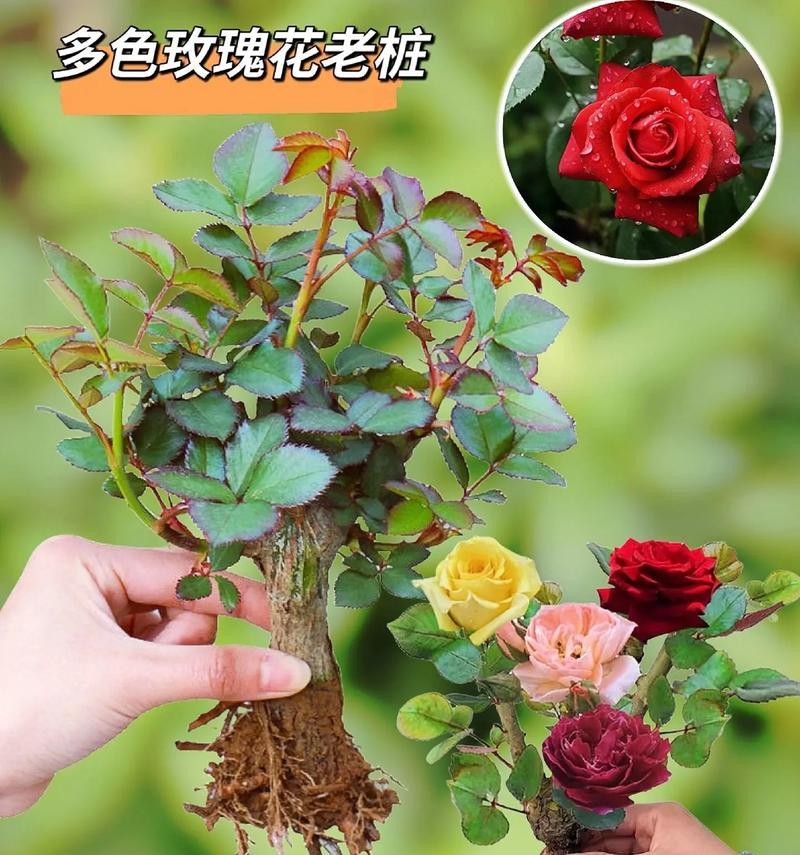 玫瑰花种植需要注意什么？玫瑰花的正确种植方法是什么？